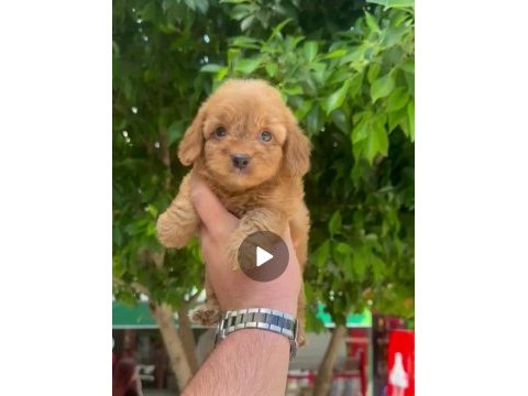45 50 günlük 3 erkek 1 dişi maltipoo yavrularımız