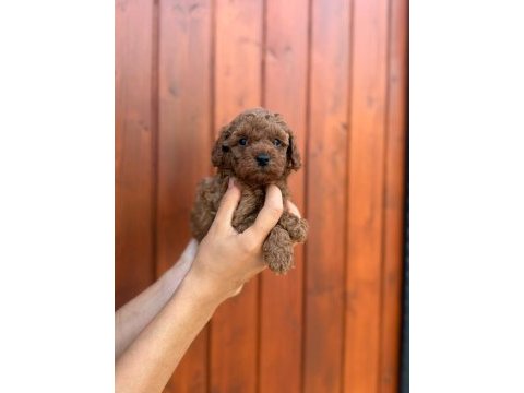 Pamuk gibi toy poodle yavrularım