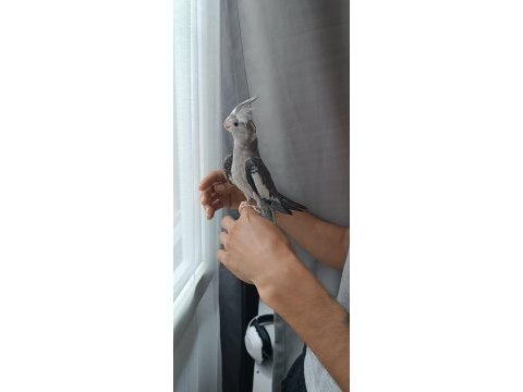 Yavru sultan papağanlar