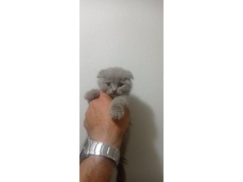 Safkan british shorthair bebekler