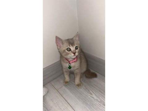2 aylık blue point kedim