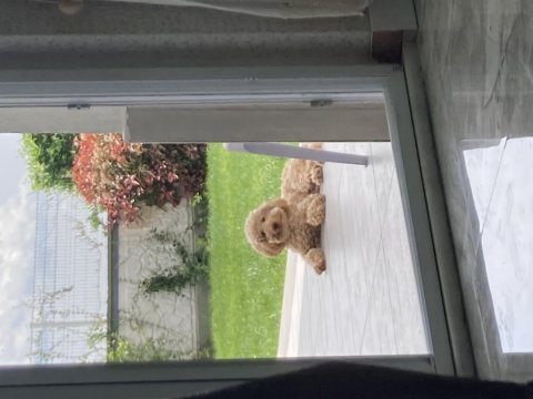 Oyun meraklısı köpeğimizle ilgilenen bahçeli evi ola