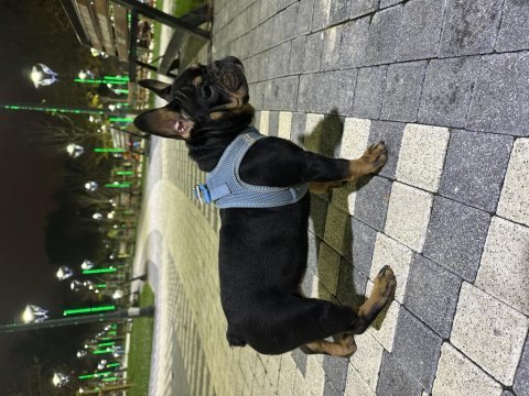 7 aylık anatomi ve renk güzeli french bulldog tina