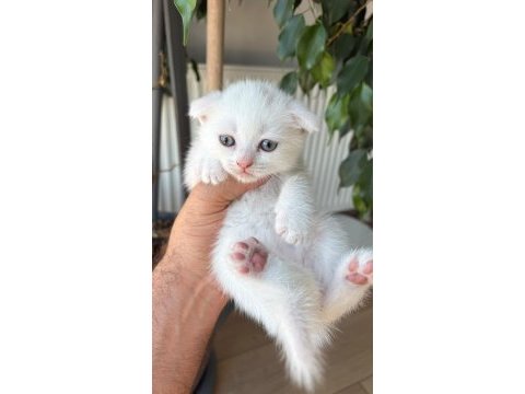 Kar beyaz scottish fold pamuklar teslime hazır