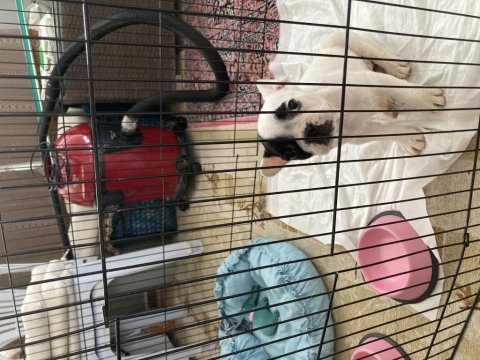 2 aylık french bulldog