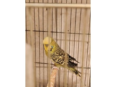 Show jumbo muhabbet kuşları