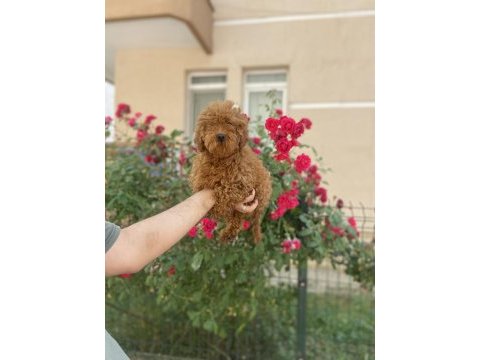Kaliteli kore kan poodle