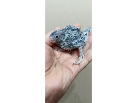 Erkek cep papağanı forpus