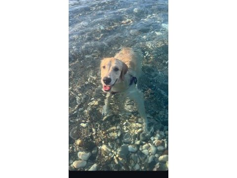 8 aylık dişi baby face golden retriever