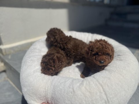 Ankranın en güzel toy poodle yavrularını canlı görün