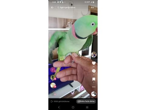 Ful evcil konuşan erkek iskender papağanı