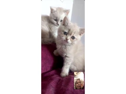 British shorthair dişi yavrular
