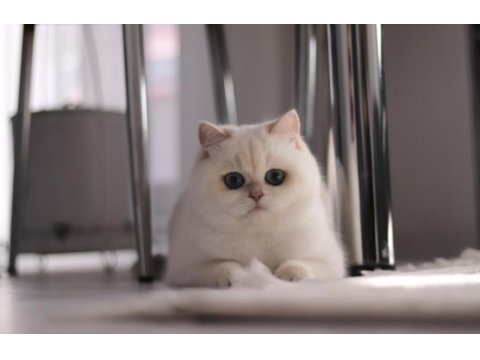 Şecereli safkan british shorthair ny1133 dişi yavru