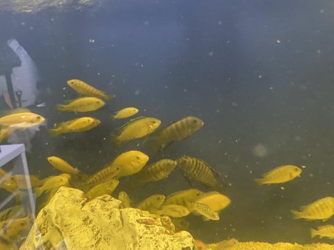 Beylikdüzü tüm balıklar