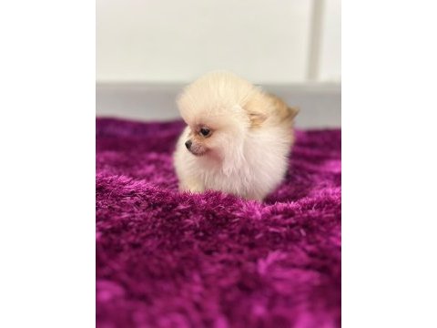 Irk garantılı tea cup pomeranian