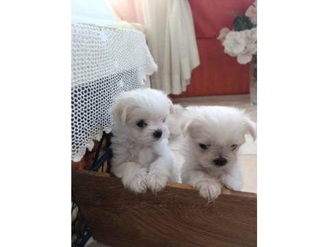 Antalyadan 0 numara safkan maltese terrier yavruları