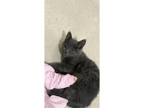 British shorthair 3 aylık kedimiz