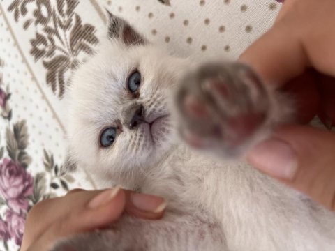 Scottish fold kedimiz