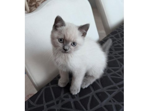 British shorthair yavrularım yuvalarını bekliyor