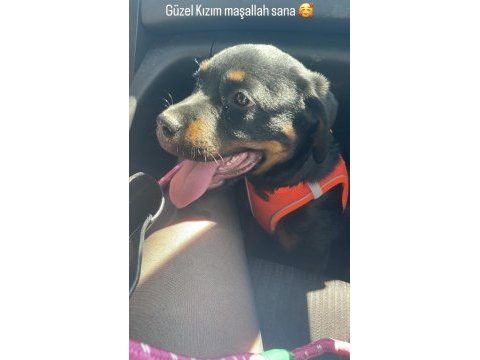 4 aylık dişi rottweiler