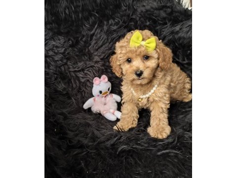 Dişi toy poodle bebeğimiz
