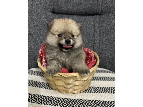 Yılbaşı şekerleri pomeranian kızlar (uygun)