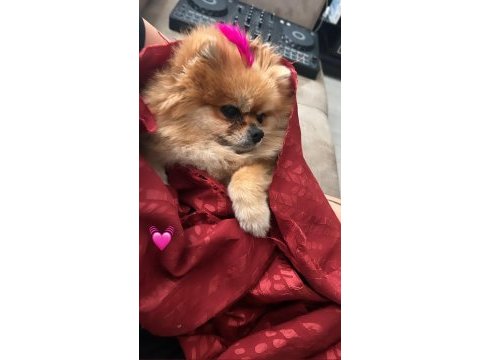 Orijinal dişi pomeranian