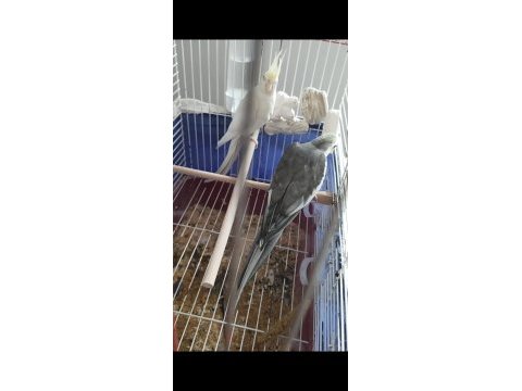 Hazır takım sultan papağanı