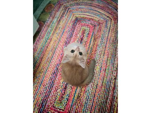 Yeşil gözlü blue golden dişi british shorthair