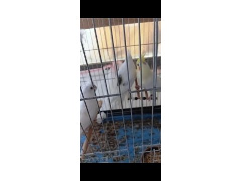 Lutino grey heavy sultan papağanı yavrularımız