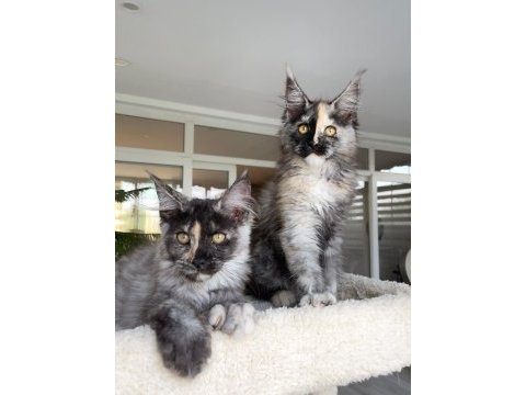 Xl mainecoon yavruları
