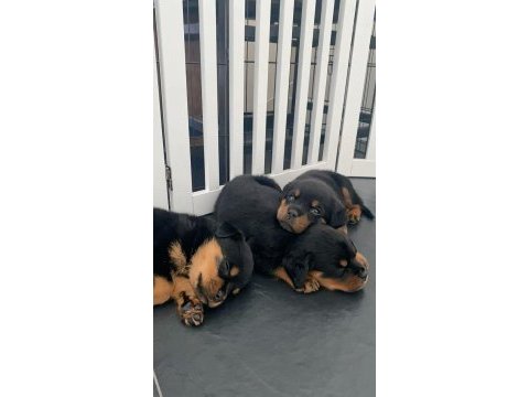 Macar kafa tosun gibi rottweiler yavrularımız