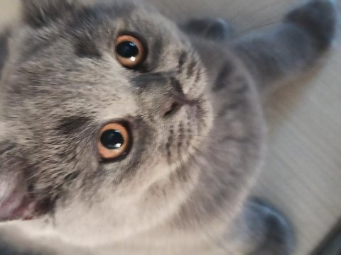2 aylık british shorthair yavruların sahiplerini bekliyor