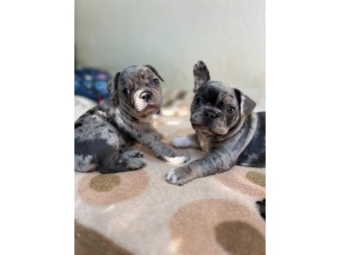A kalite erkek ve dişi fransız bulldog yavrularımız