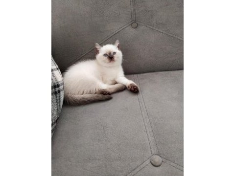 A kalite garantili british shorthair yavrularım