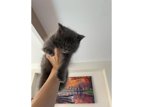 3 aylık british shorthair yavru