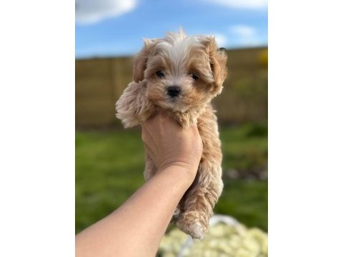 En iyi kore maltipoo yavruları