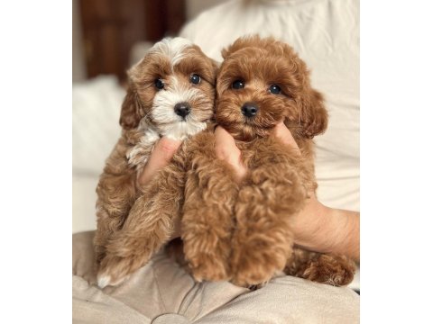 Maltipoo cinsi yavrular