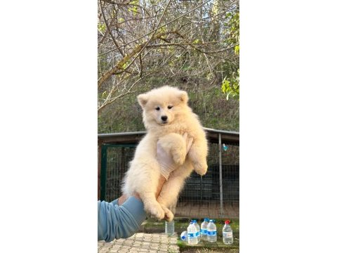 Kıf/fcı şecereli mükemmel kalite samoyed yavrular