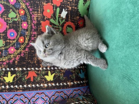 Gri ayı kafa yavru british shorthair