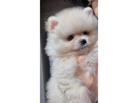 Pomeranian boo bebek