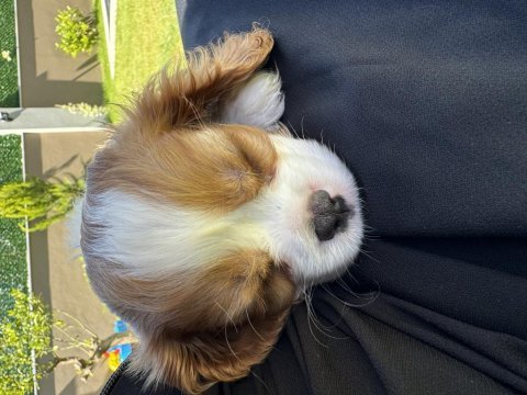 Muhteşem cavalier king charles erkek son yavru