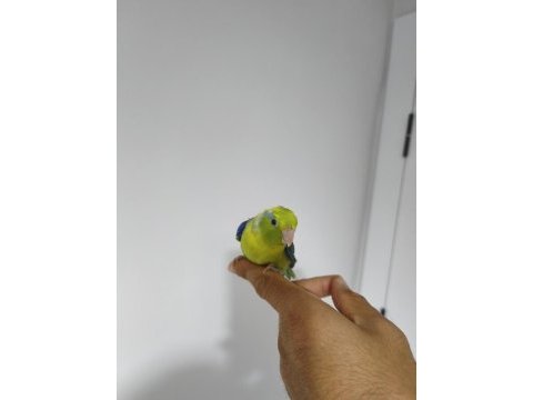 Yavru forpus papağanı