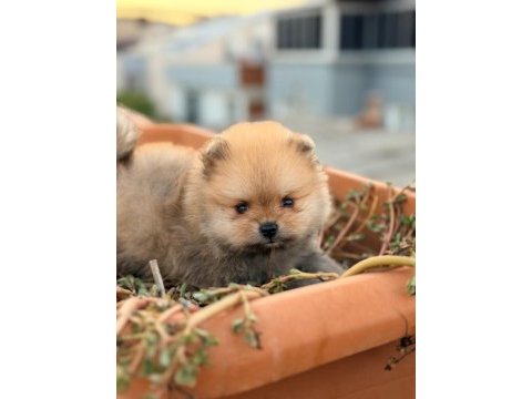 Pomeranian boo 3 aylık köpeğimiz