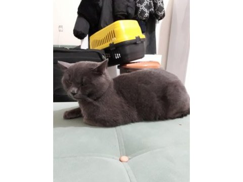 British shorthair
