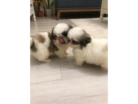 Erkek shih tzu pandalar