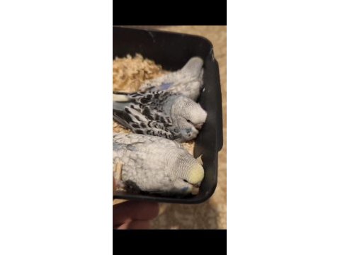 Yeme yeni düşmüş jumbo kırığı yavru kuşlar rainbow