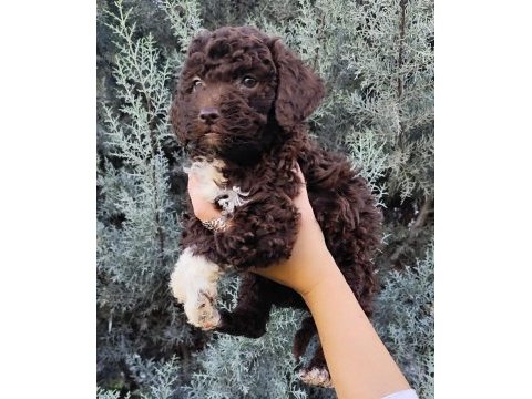 Lagotto romagnolo