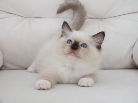 Full şecereli ragdoll yavruları
