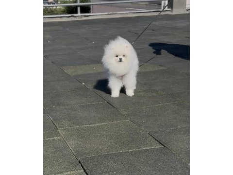 Üst kalite pomeranian boo isteyenlere